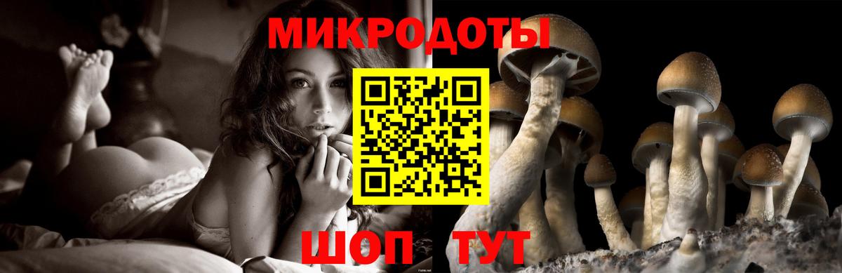 Галлюциногенные грибы Psilocybe Дальнегорск